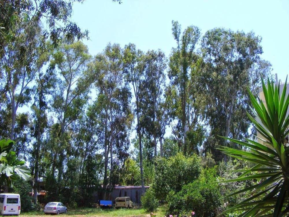 לינה וארוחת בוקר Eucalyptus פטארה
